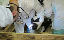В ГАПК прошел областной конкурс в области ветеринарии «АЙБОЛИТ – 2011»