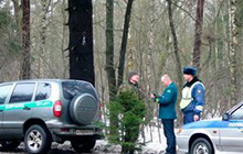 В Гусевском районе задержали члена организации «Зеленая Балтия» с незаконно срубленной елью