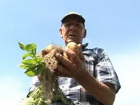На востоке области начали копать молодую картошку
