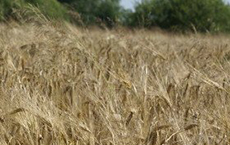 В Гусевском городском округе началась уборка ранних озимых зерновых культур