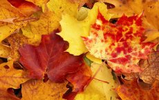 Осенняя акция в ФОКе: лиственные компосты на зиму