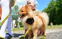 В рамках празднования Дня города в парковой зоне ФОКа пройдёт конкурс «Я и моя собака»