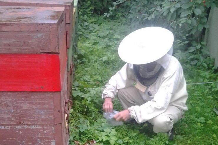 Гусевские пчеловоды винят предприятие агрохолдинга в гибели пчел
