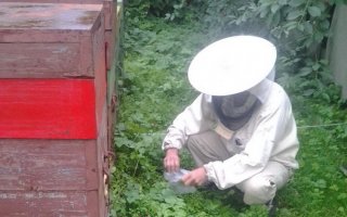 Гусевские пчеловоды винят предприятие агрохолдинга в гибели пчел