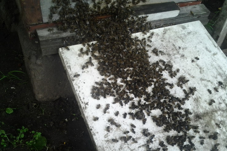 Гусевская полиция отказала в возбуждении уголовного дела по факту массовой гибели пчел